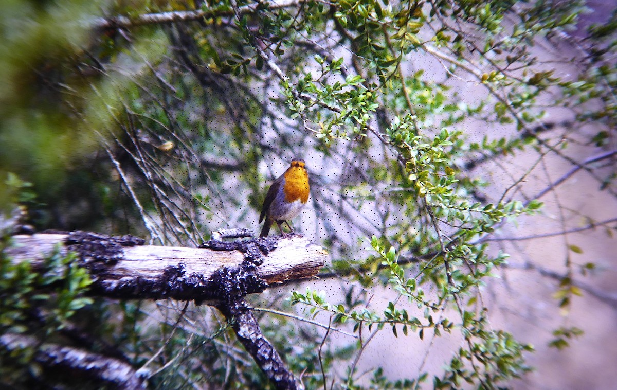 Txantxangorria - ML646957515