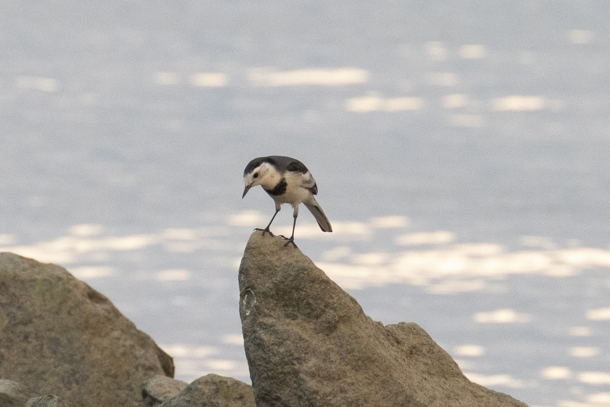White Wagtail - ML646957516