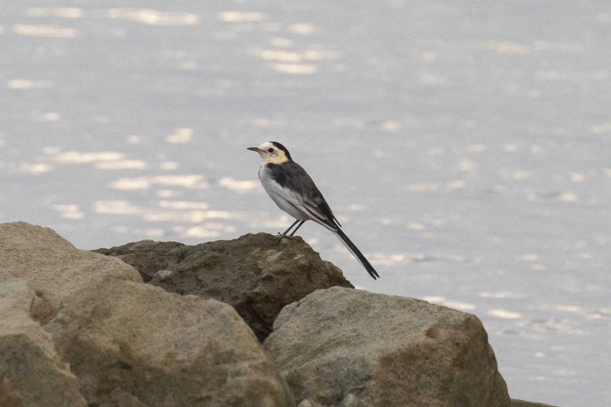 White Wagtail - ML646957517