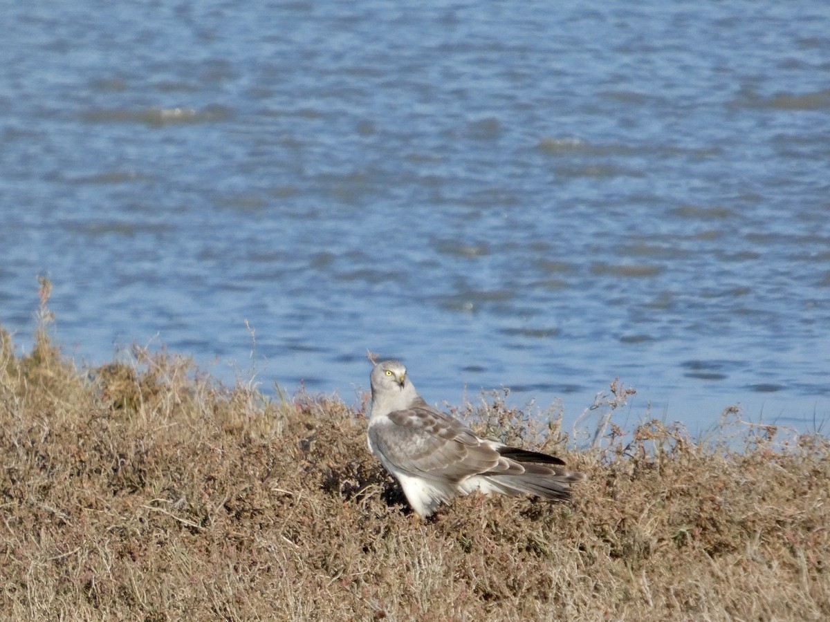 זרון אמריקני - ML646957523