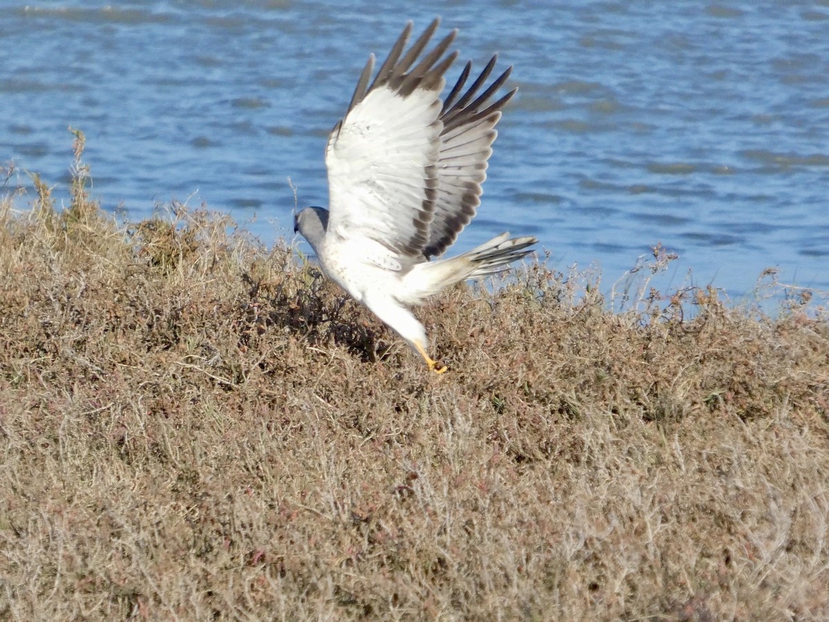 זרון אמריקני - ML646957525