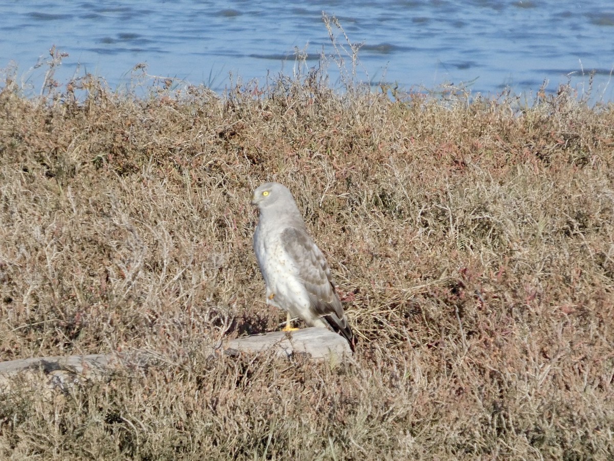 זרון אמריקני - ML646957526