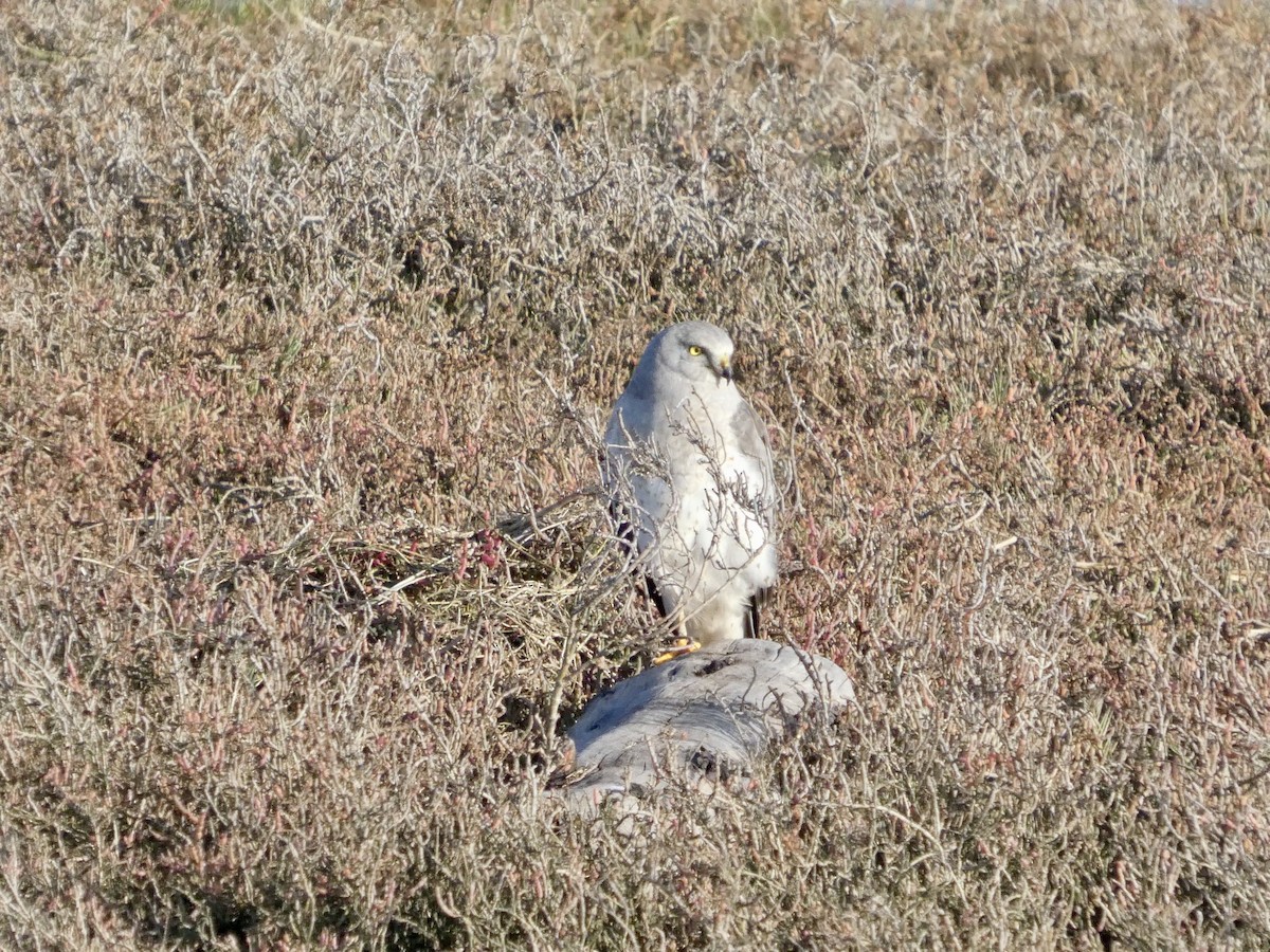 זרון אמריקני - ML646957527