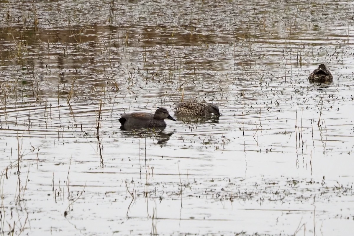 snadderand - ML646957528