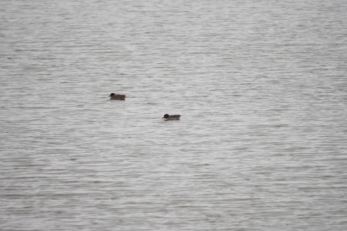 gulkinnand - ML646957531