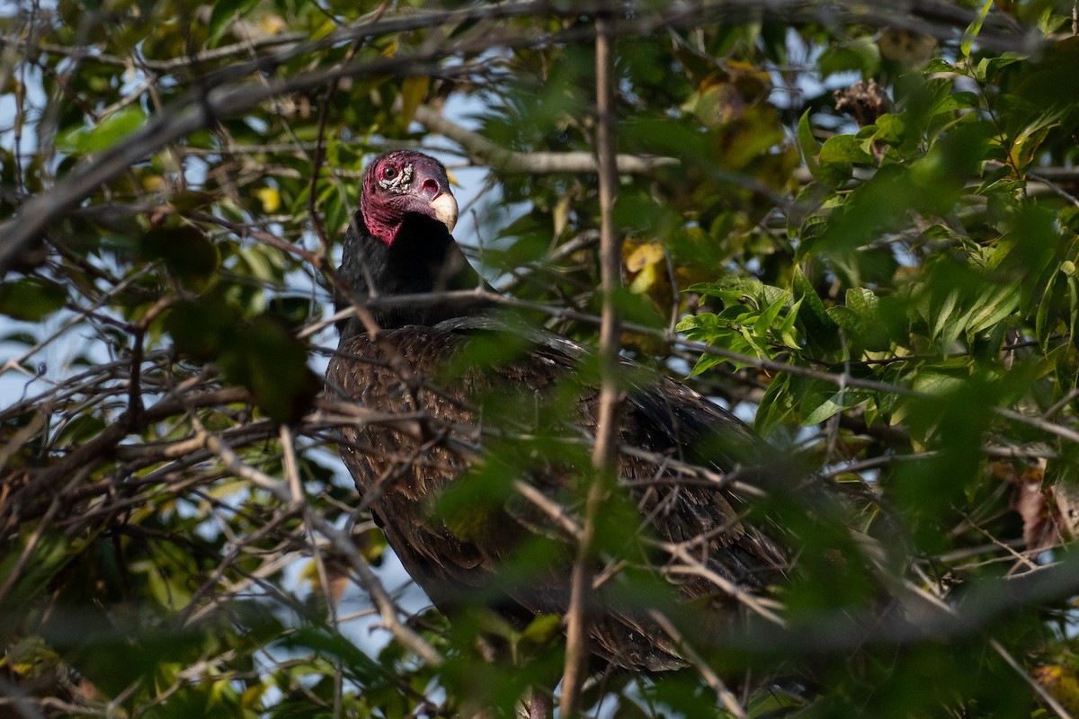 Turkey Vulture - ML646957532