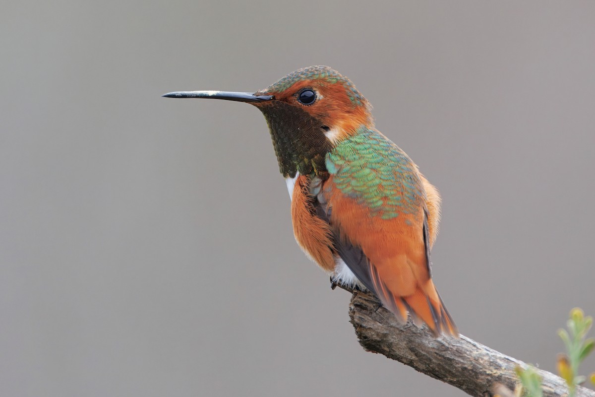 Allen's Hummingbird - ML646957539