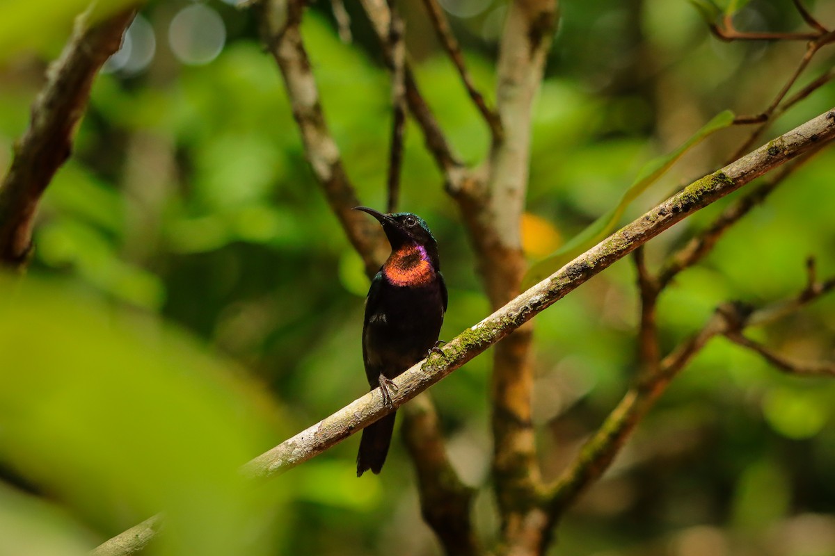 Macklot Nektarkuşu - ML646957541