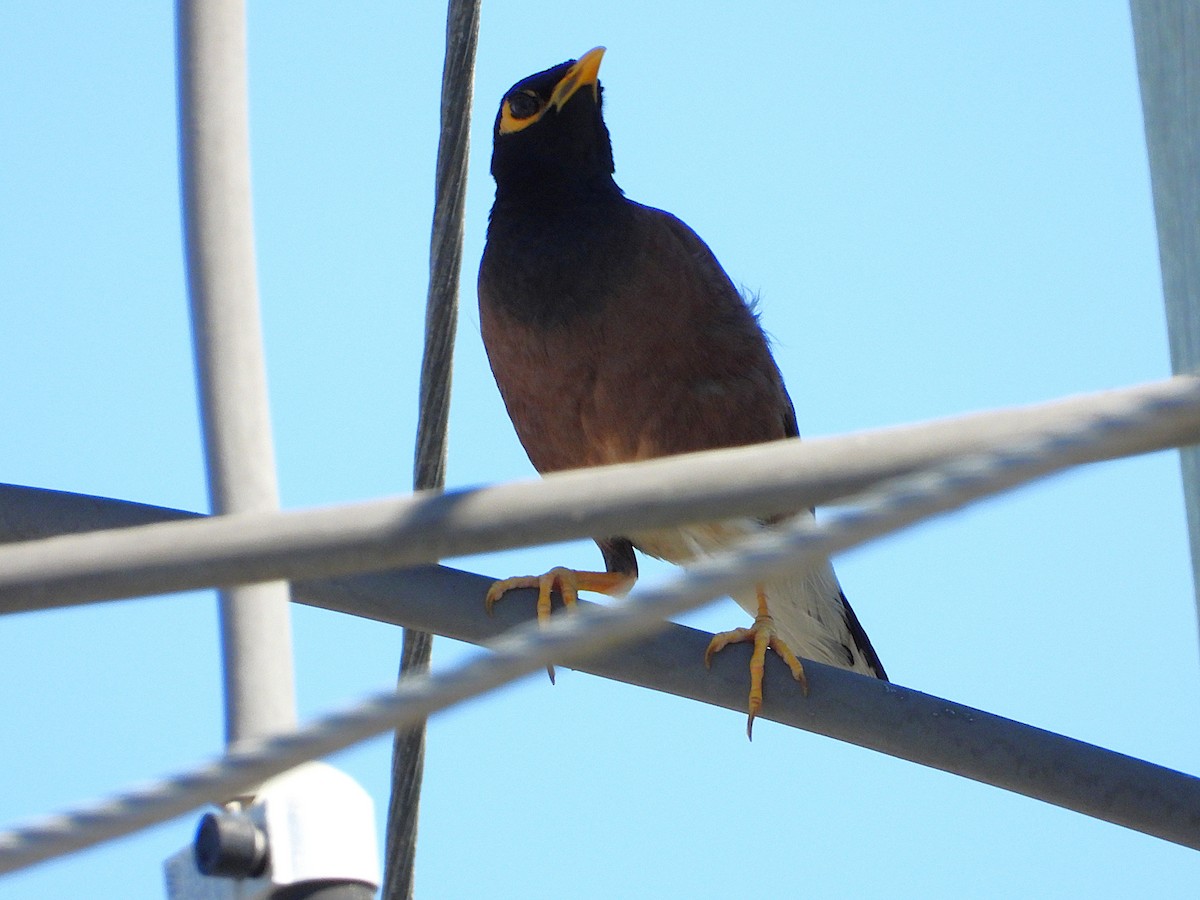 Common Myna - ML646957545