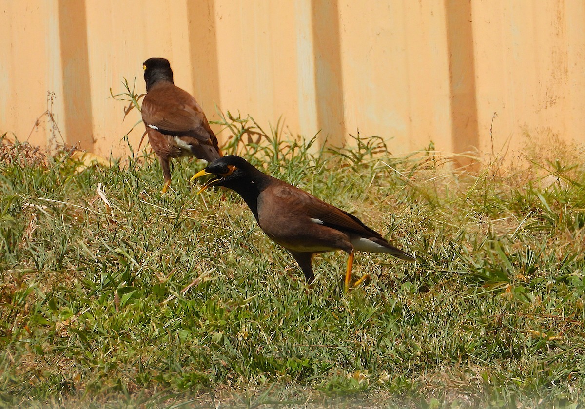 Common Myna - ML646957546