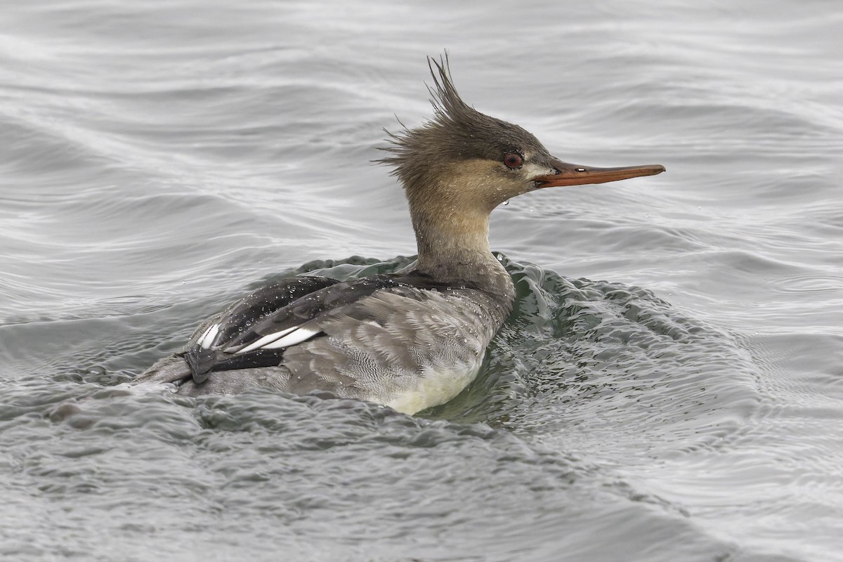 Serreta Mediana - ML646957549