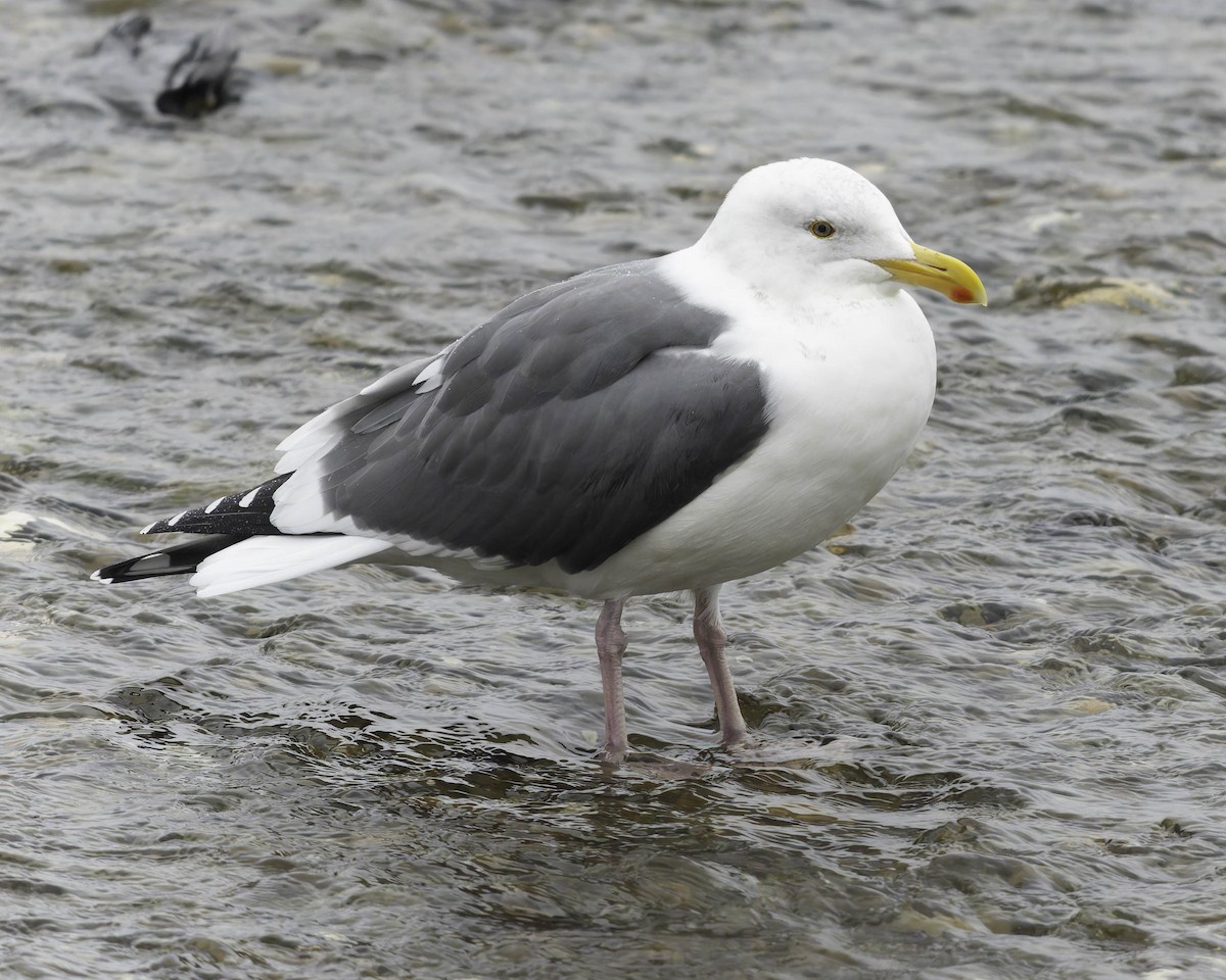 Gaviota Occidental - ML646957565