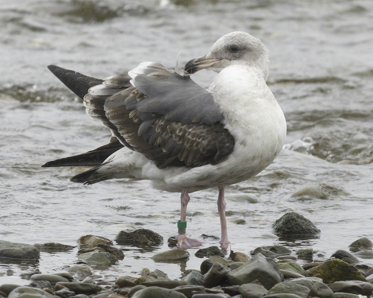 Gaviota Occidental - ML646957566