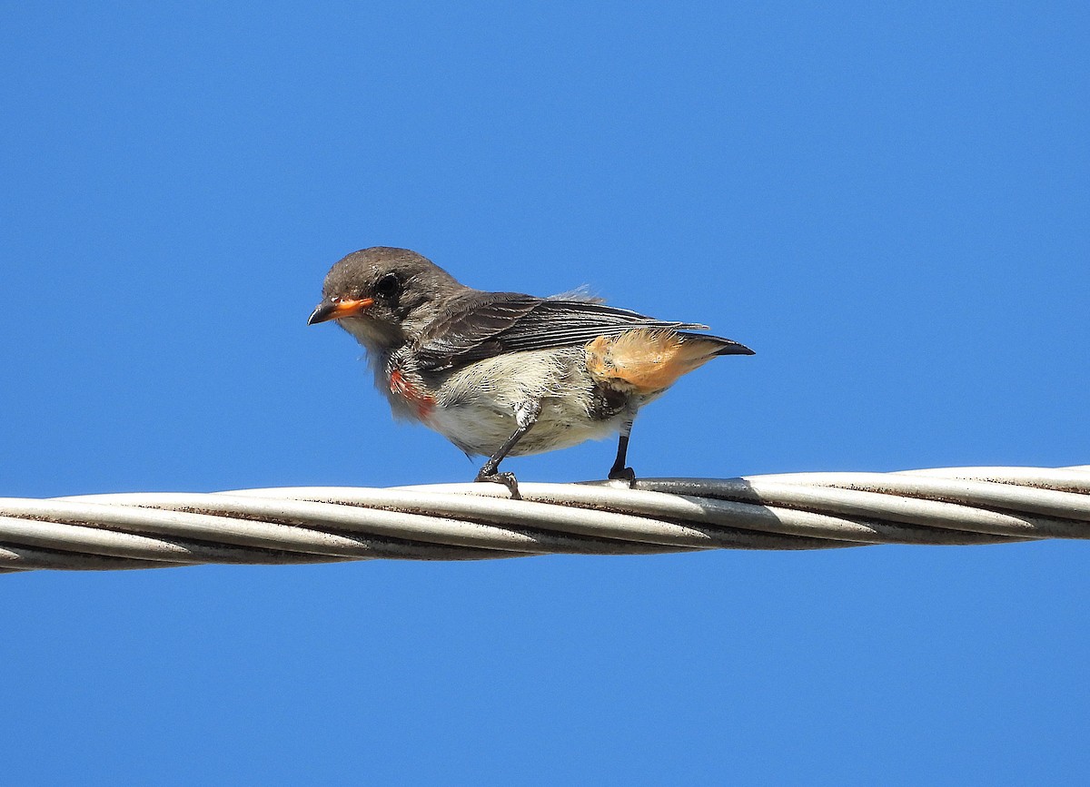 Mistletoebird - ML646957567