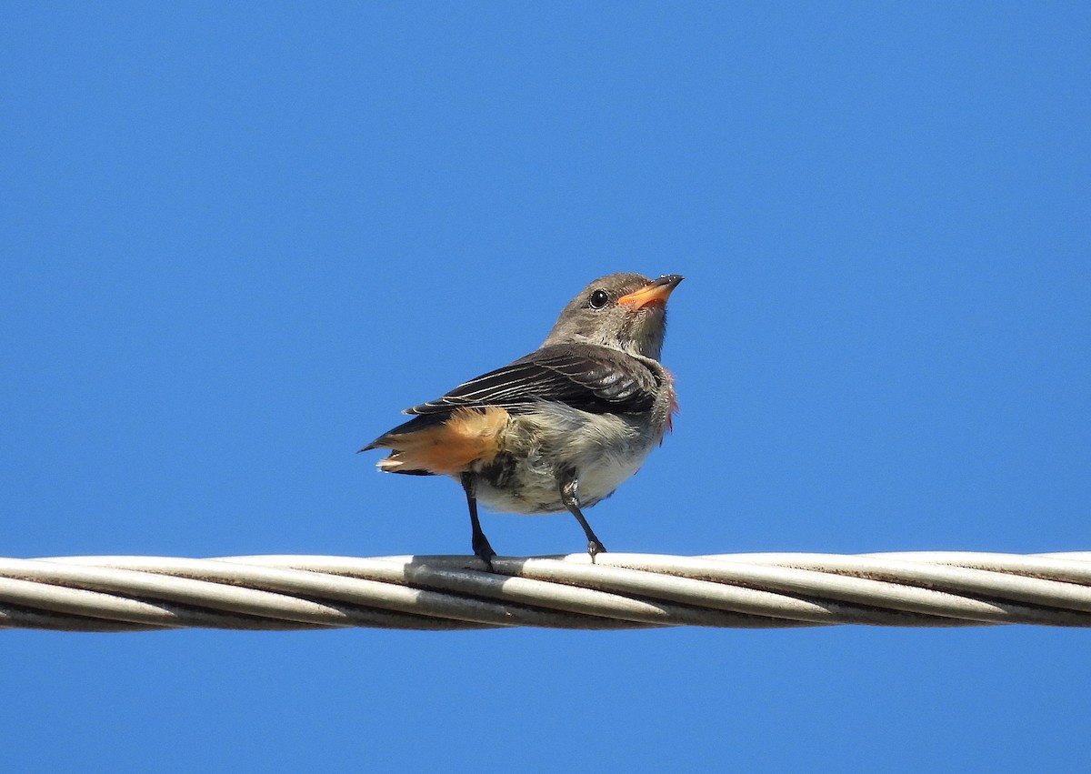 Mistletoebird - ML646957568