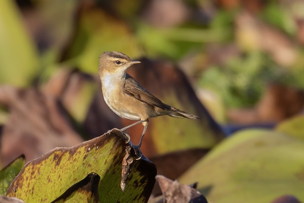 rákosník černobrvý - ML646957569