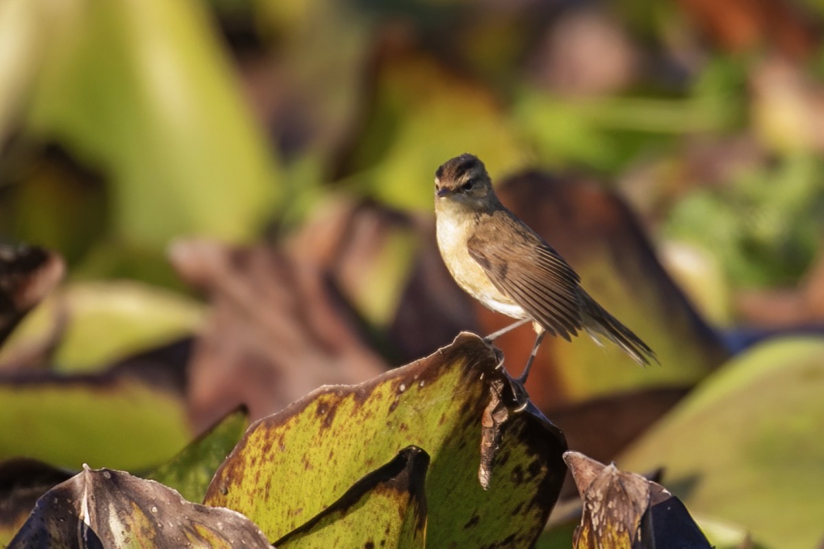 rákosník černobrvý - ML646957570