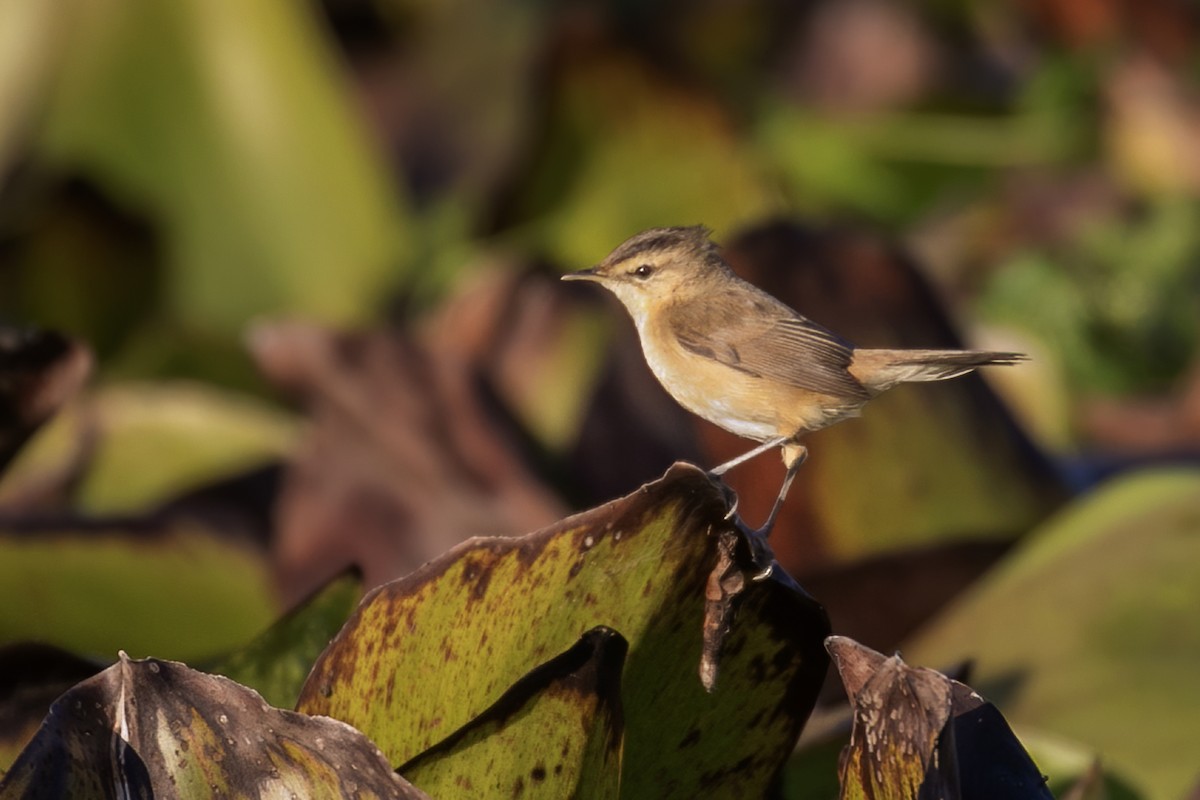 rákosník černobrvý - ML646957571