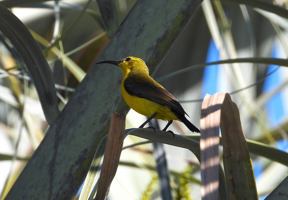 Sahul Sunbird - ML646957578