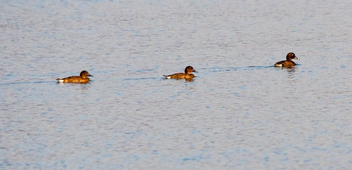 Hardhead - ML646957581