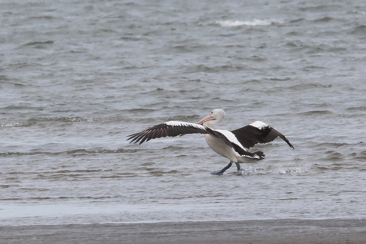 Pelícano Australiano - ML646957582