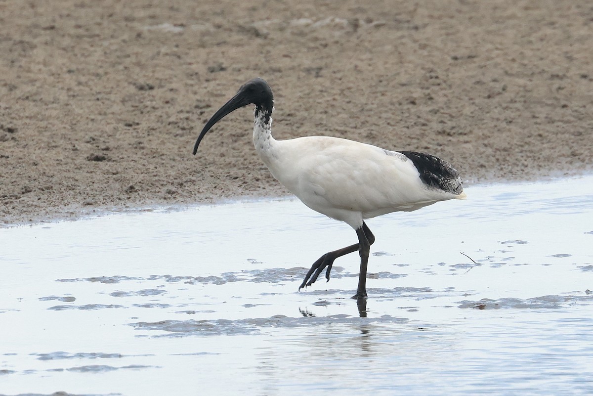 Ibis Moluqueño - ML646957586