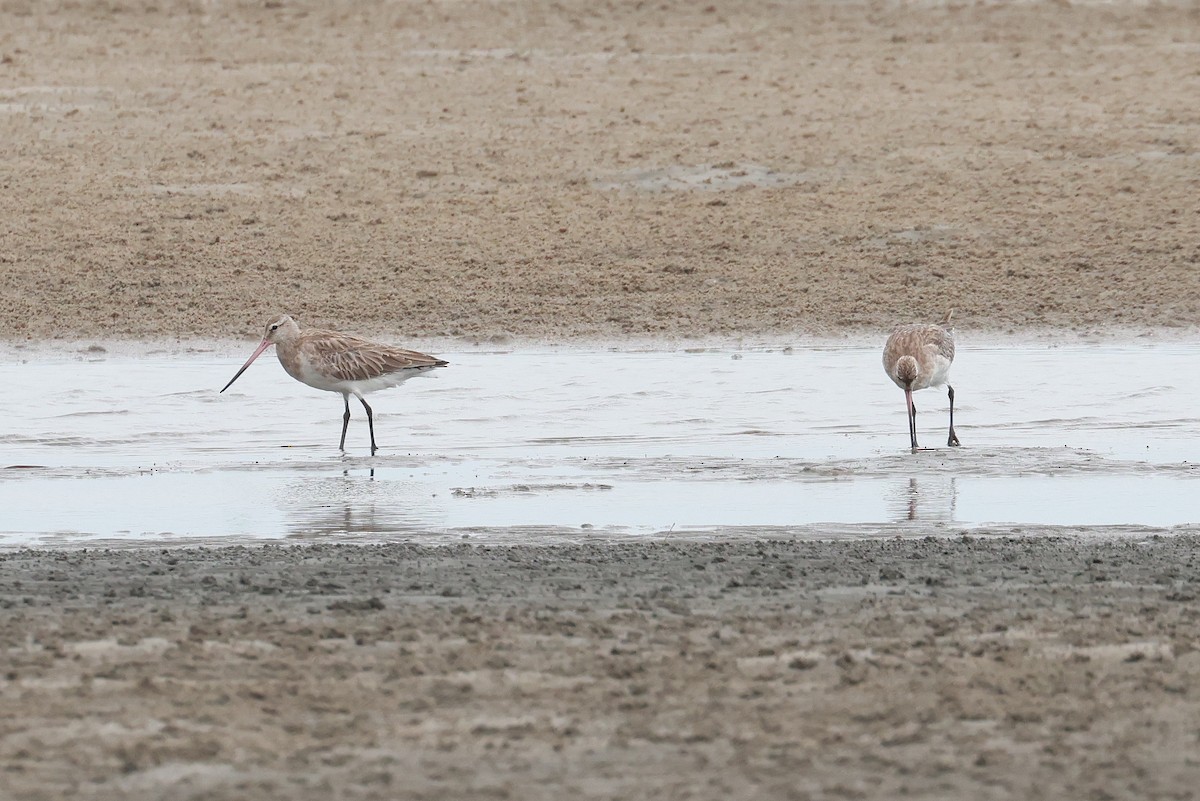 Aguja Colipinta - ML646957587