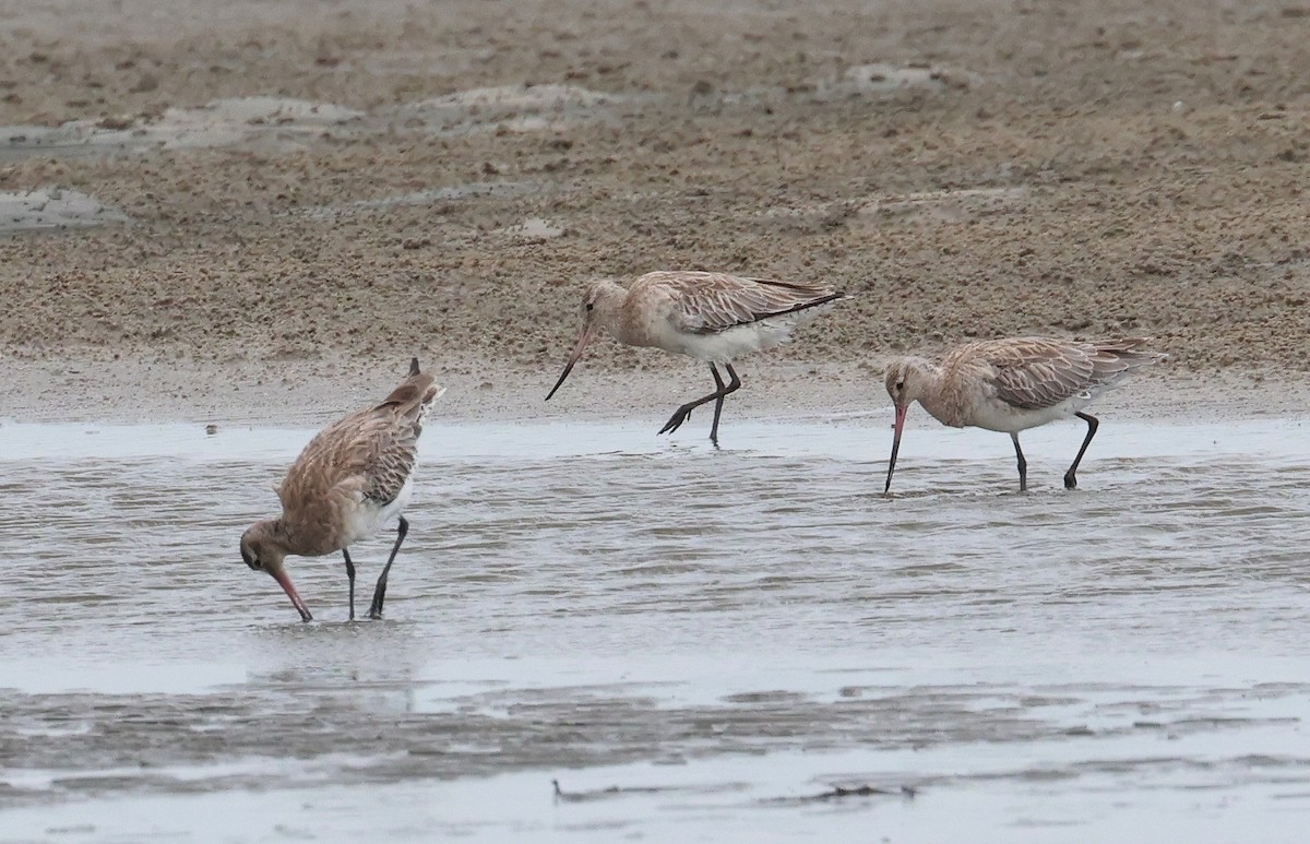 Aguja Colipinta - ML646957594