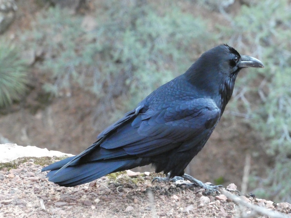 Common Raven - ML646957595