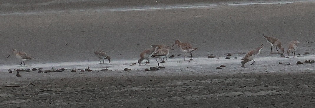 Aguja Colipinta - ML646957596