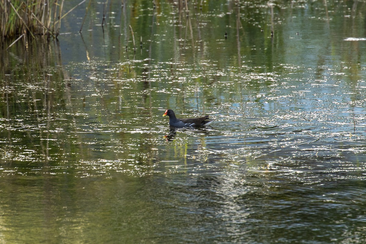 Eurasian Moorhen - ML646957597