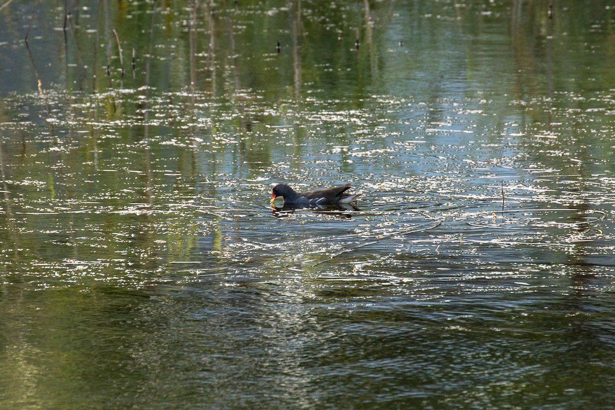 Eurasian Moorhen - ML646957598