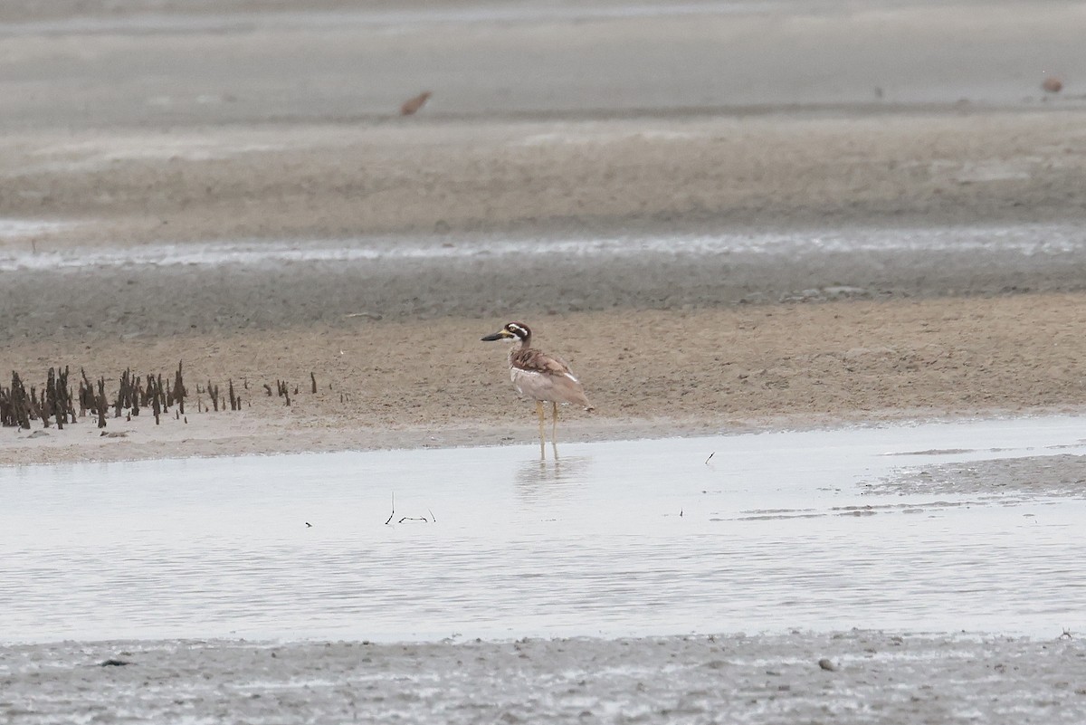 Alcaraván Piquigrueso Australiano - ML646957600