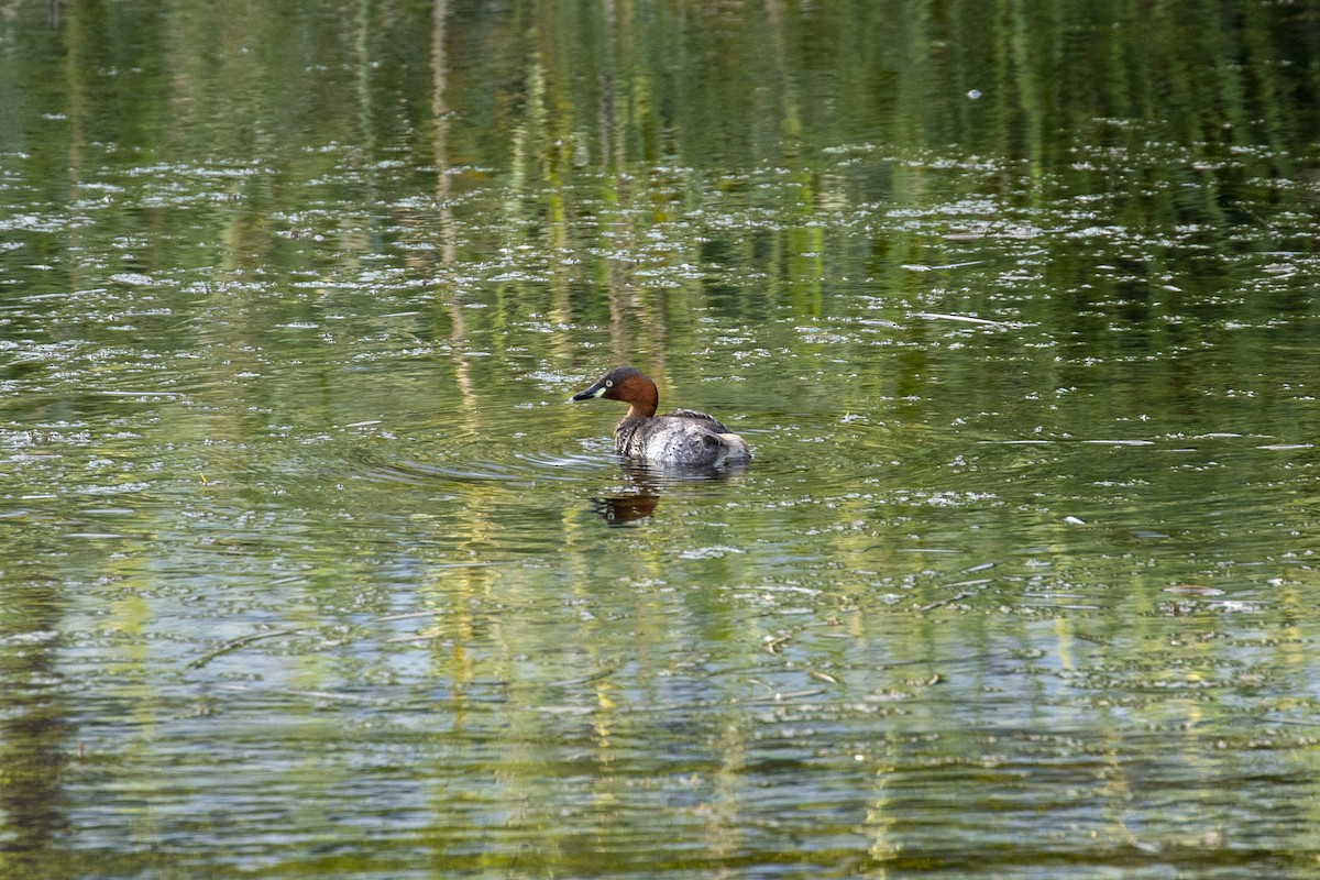 Little Grebe - ML646957607