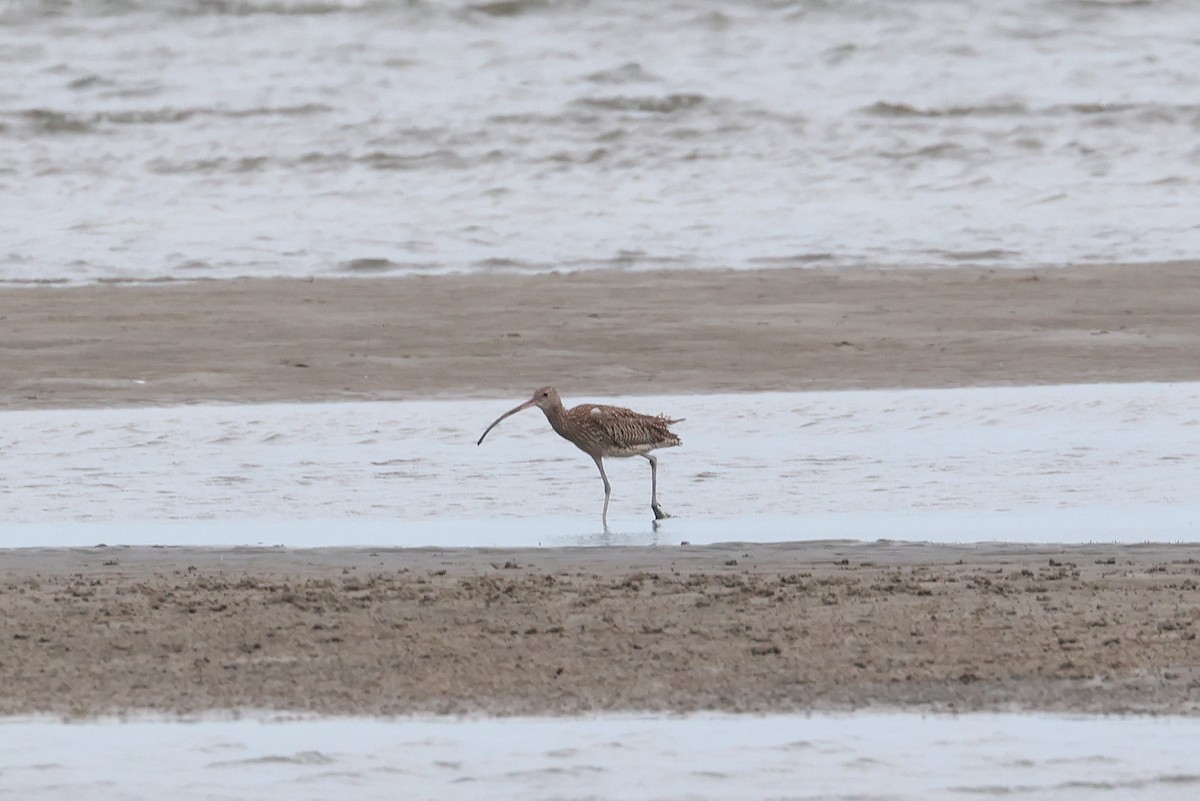 Zarapito Siberiano - ML646957611