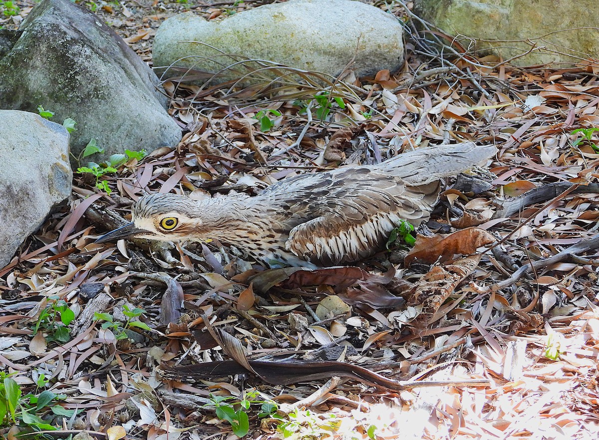 Bush Thick-knee - ML646957614