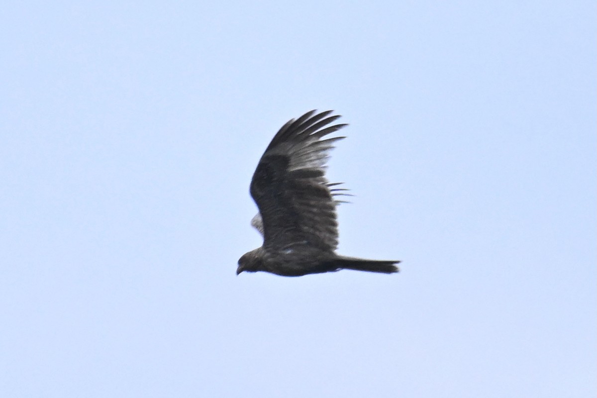 Black Kite - ML646957615