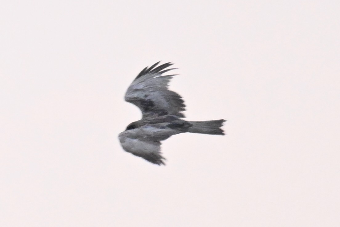 Black Kite - ML646957616