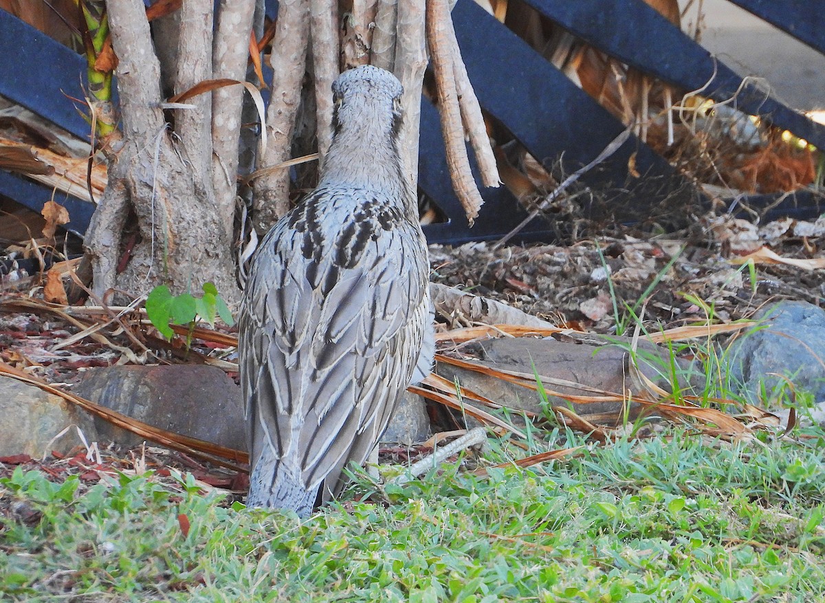 Bush Thick-knee - ML646957619