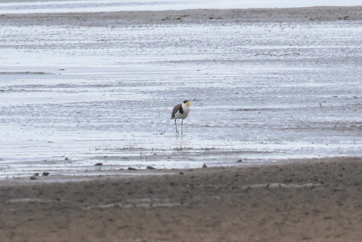 Masked Lapwing - ML646957625