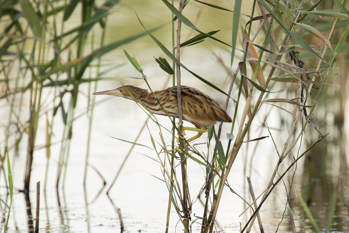 Yellow Bittern - ML646957627