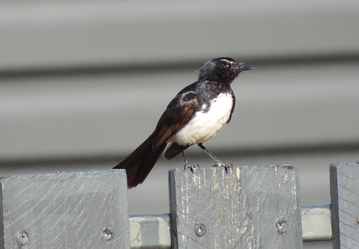 Willie-wagtail - ML646957628