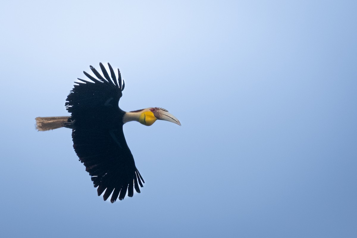 Wreathed Hornbill - ML646957629