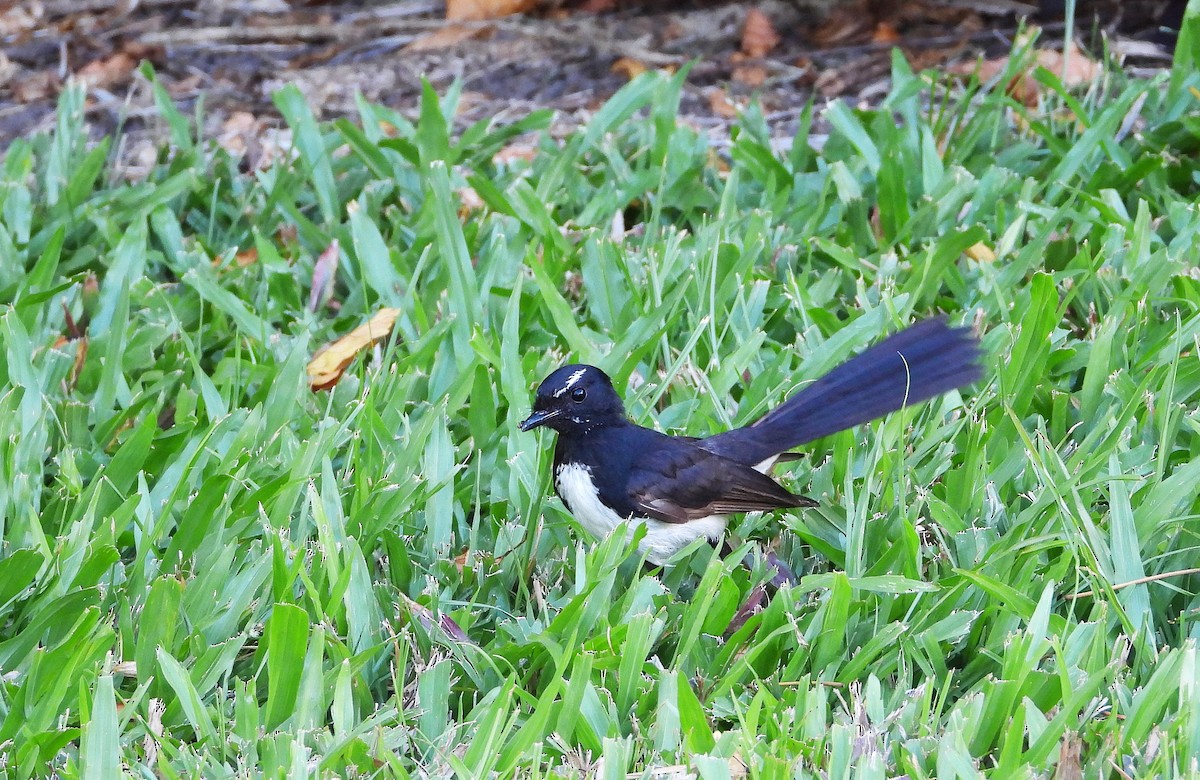 Willie-wagtail - ML646957630