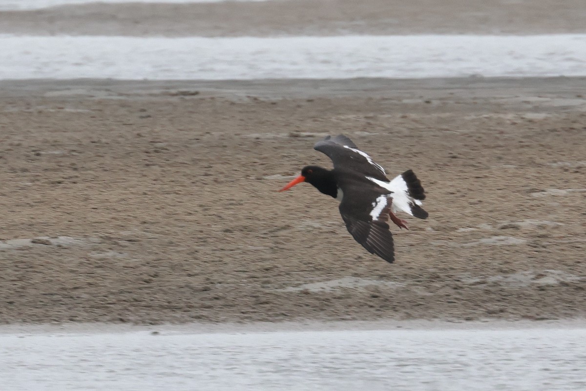 Pied Oystercatcher - ML646957631
