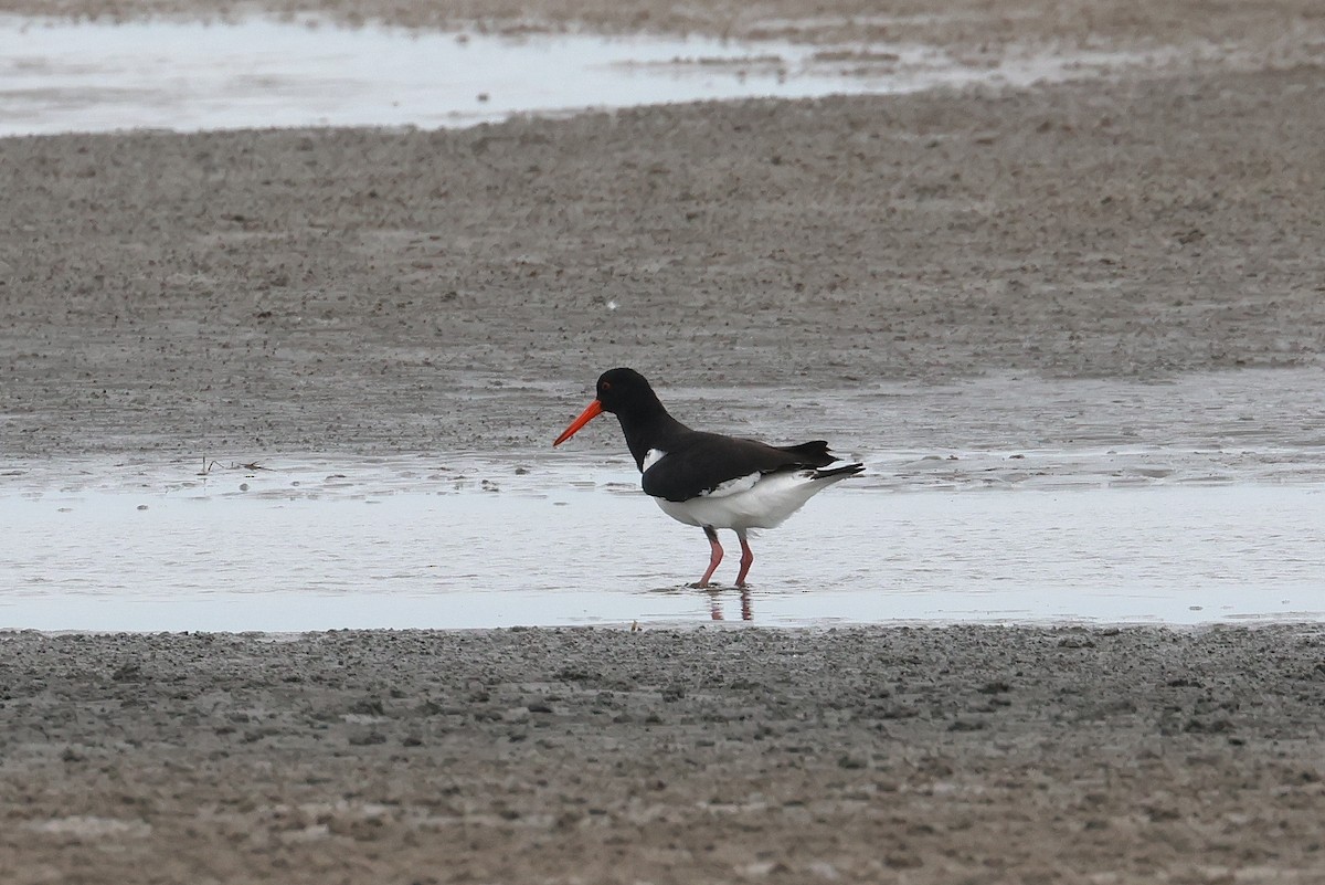 Pied Oystercatcher - ML646957633