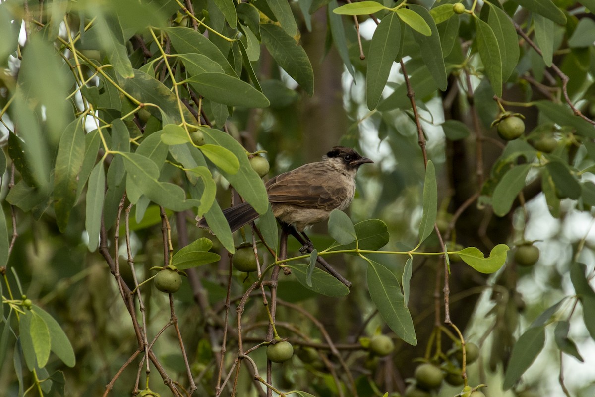 Sooty-headed Bulbul - ML646957634