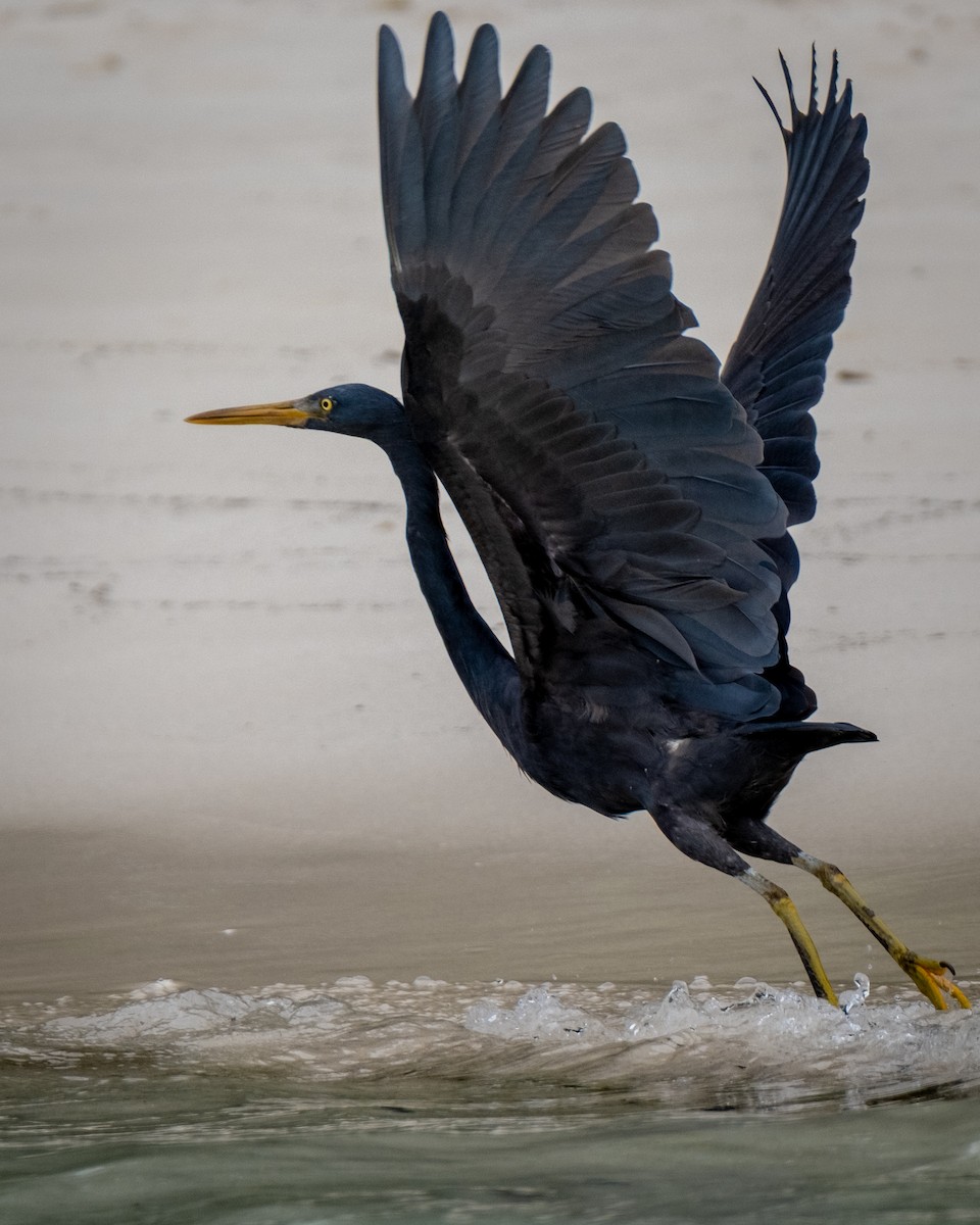 Pacific Reef-Heron - ML646957635