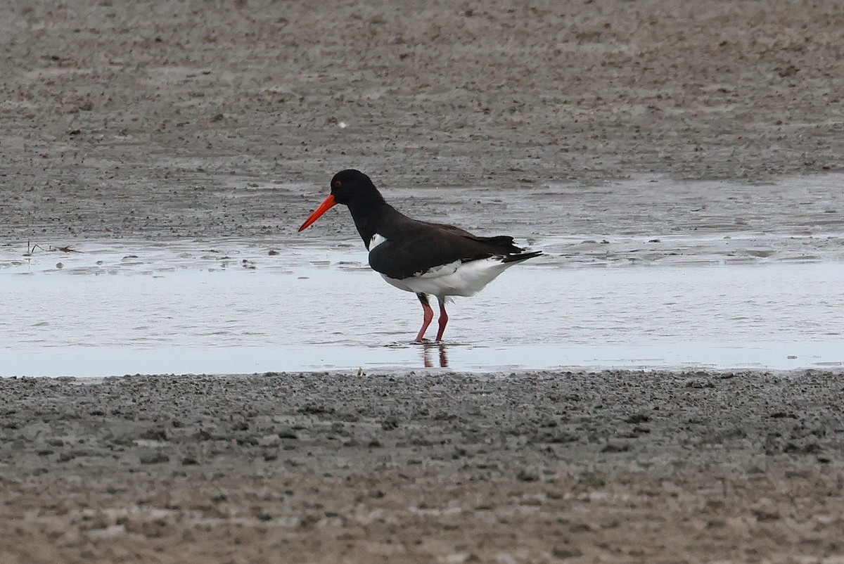 Pied Oystercatcher - ML646957636
