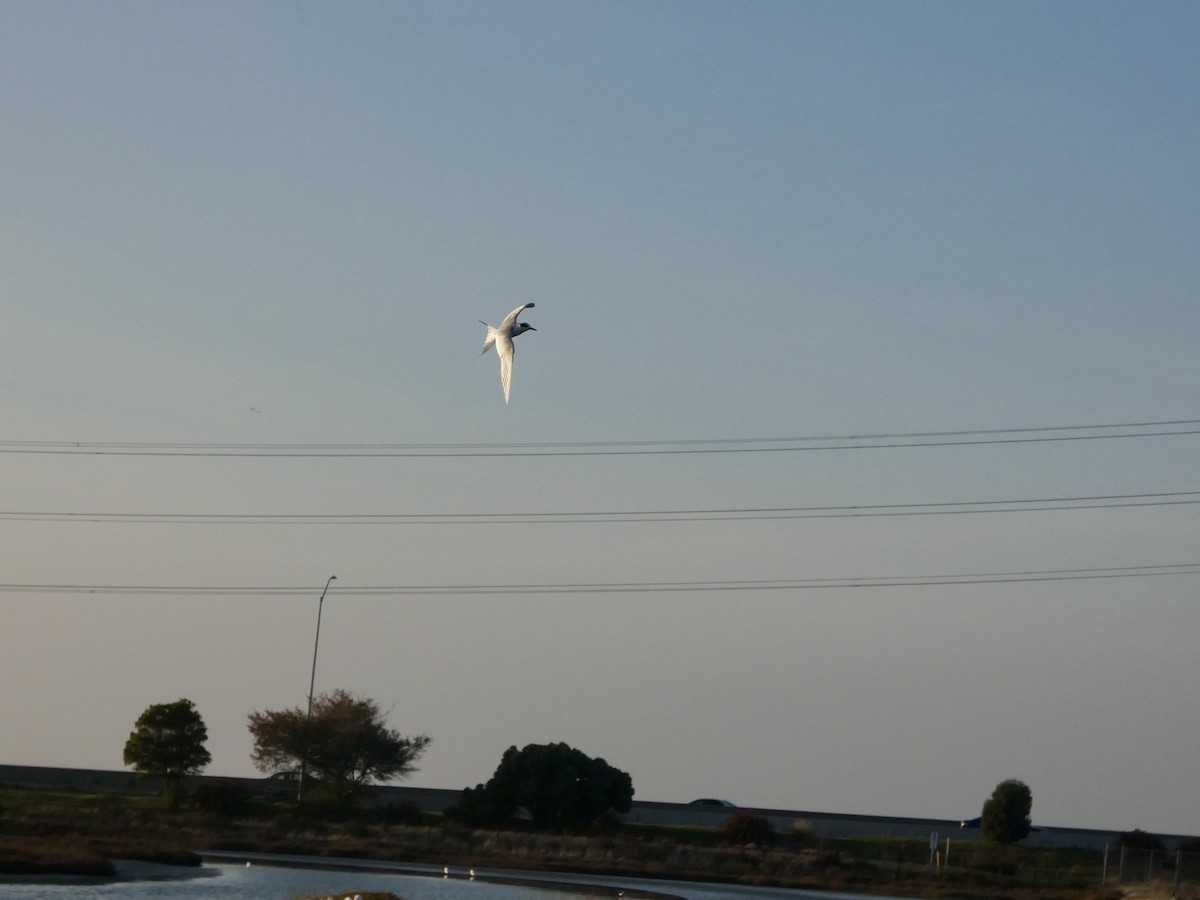 Forster's Tern - ML646957639